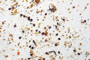 Tote Varroamilben nach der Ameisensäure-Behandlung